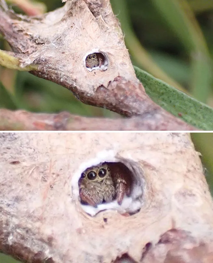 Araña saltadora asomándose desde su casa
