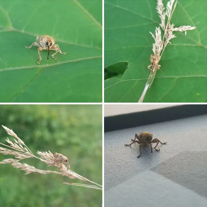 Close-up views of a small cute bug on green leaves and dry grass showcasing beautiful unique insect features.