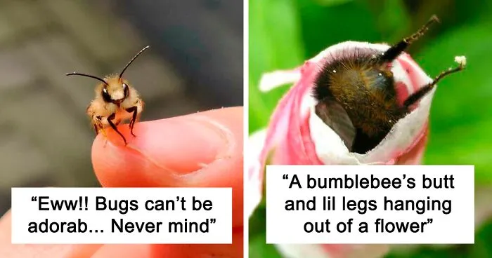30 Beautiful And Cute Bugs You May Not Have Seen Before