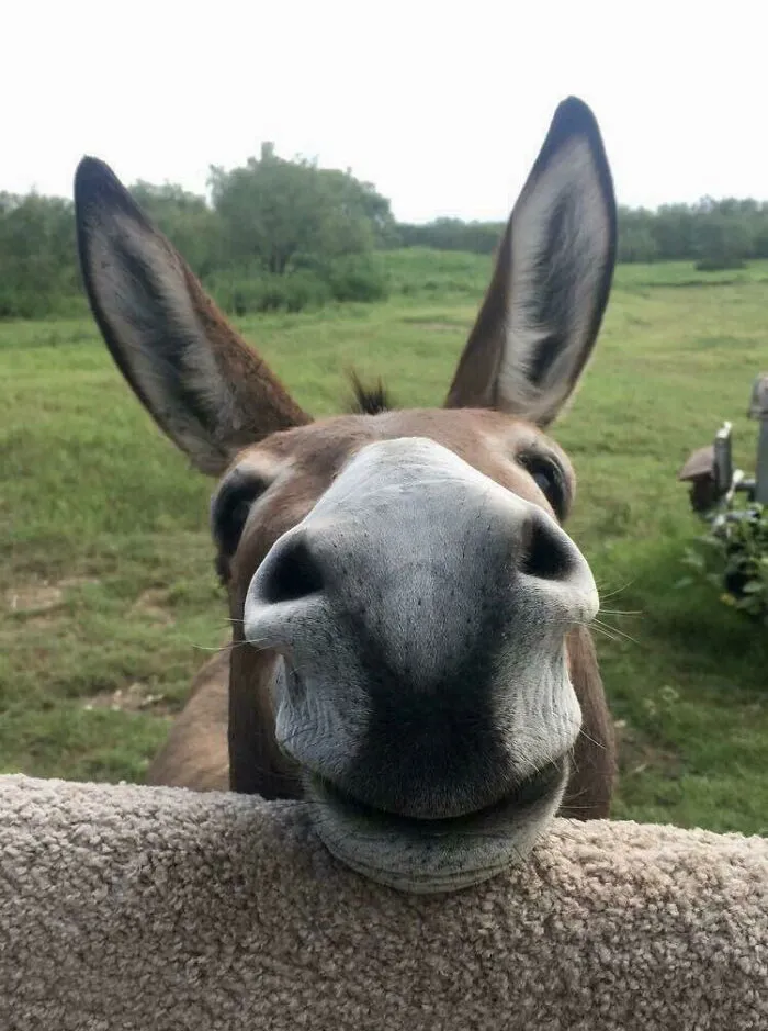 Un burro y su dulce sonrisa