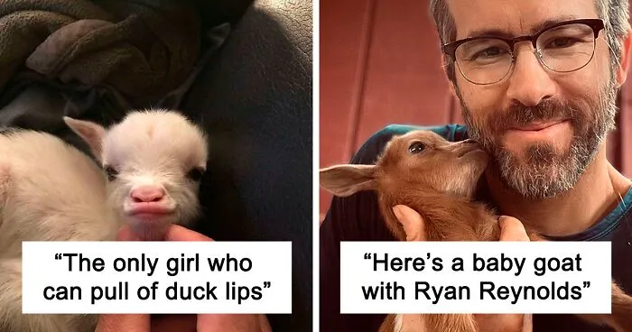 40 Pics Of Cute Goats Resting, Posing Or Just Derping Around
