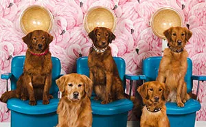 We Set Up A Photo Booth To Take Funny And Wholesome Photos Of Pets, And Here Are The Best 21 Pictures