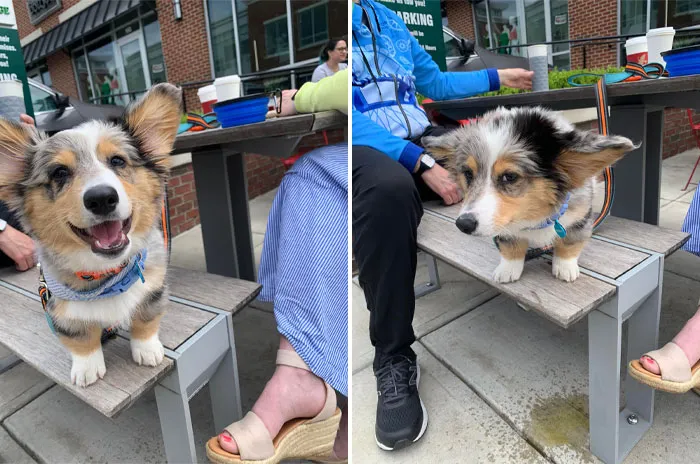 Meet This Handsome Puppy Today 14/10