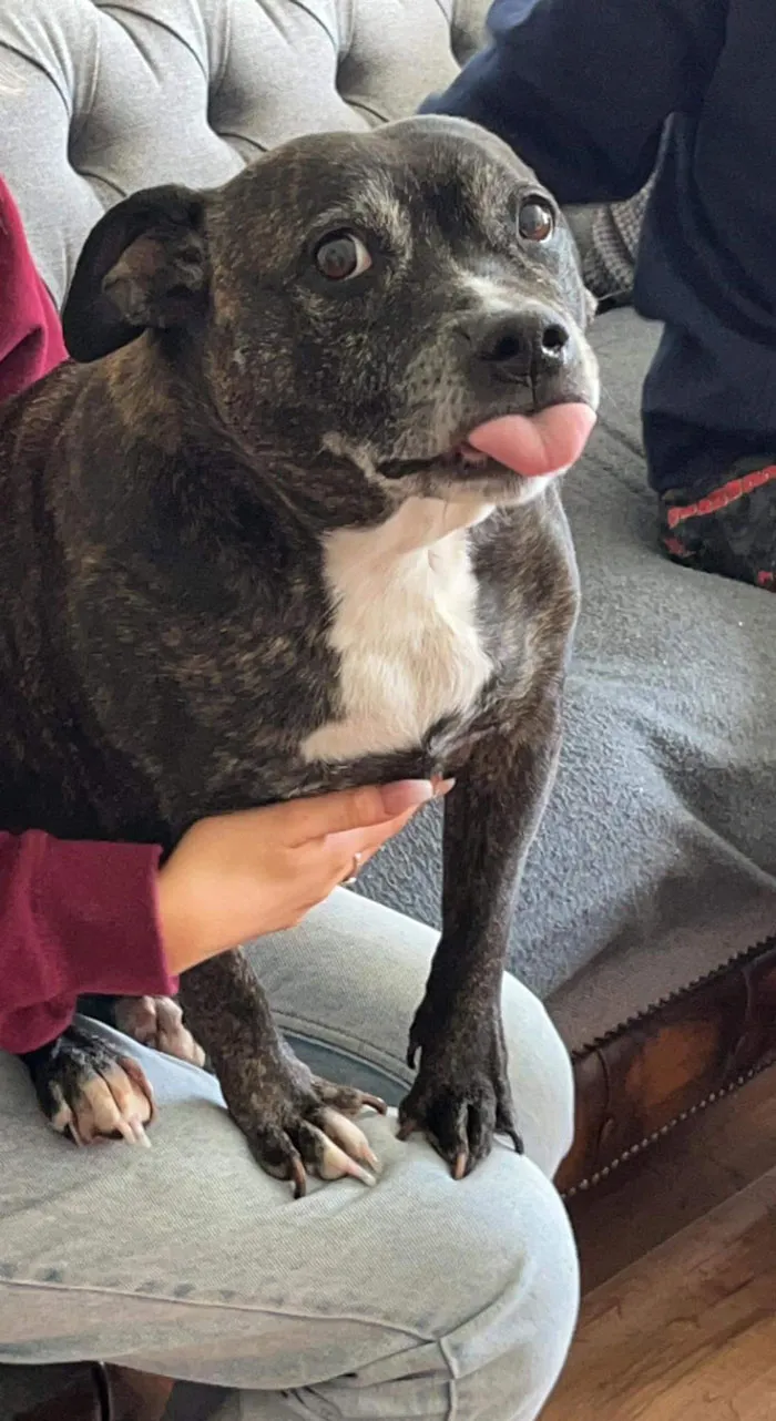 This Is Tess, She’s An Angel Who Will Take Every Opportunity To Sit On Your Knee And Be Smug About It