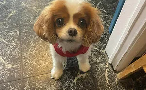'Dogspotting' Is A Group Where People Share Their Pure and Hilarious Encounters with Random Dogs (New 45 Pics)