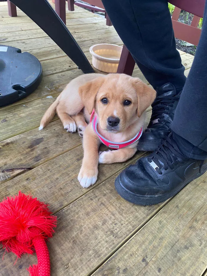 Welcome Zelda!! 8 Weeks Old Lab And Nova Scotia Duck Tolling Retriever Mix.  She Will Quickly Become A Regular For Sure.  She Just Needs Her Mighty Sword