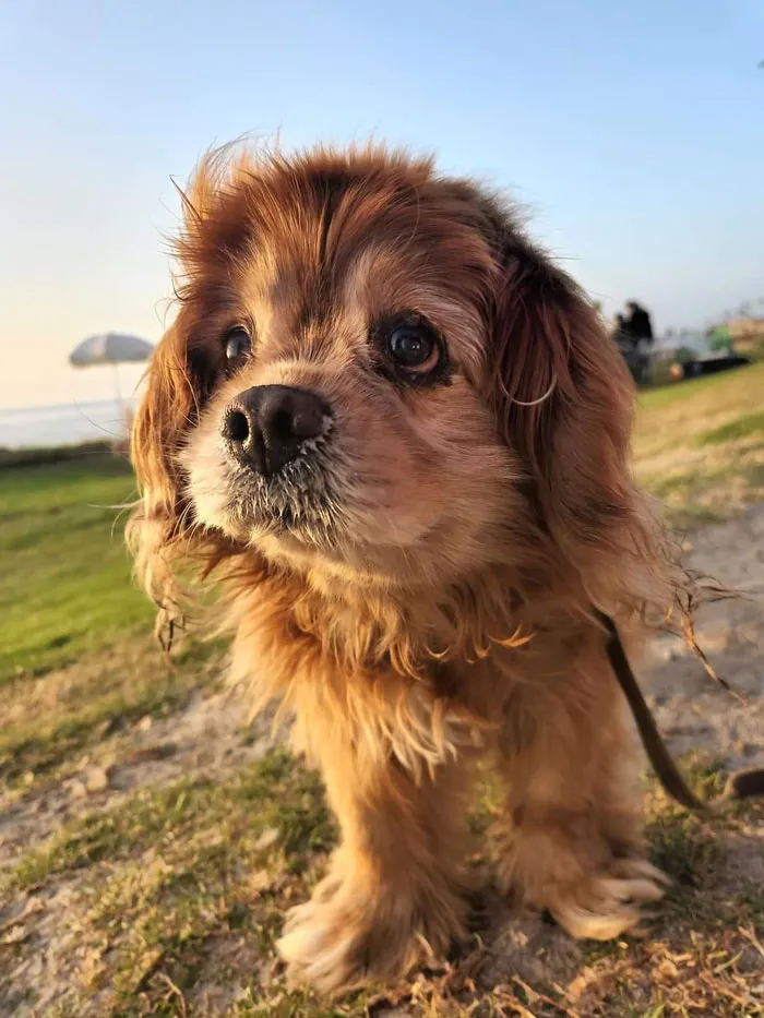 Buda tiene 13 años y me derritió el corazón