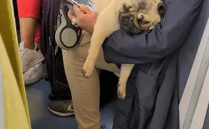 'Dogspotting' Is A Group Where People Share Their Pure and Hilarious Encounters with Random Dogs (New 45 Pics)