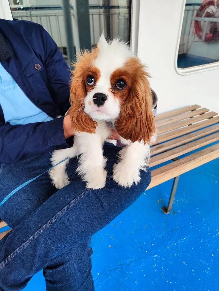 Met Ollie On A Ship In Malta. He Is A Serial Hand Licker