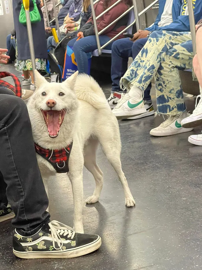 Just A Jolly Boy On The F Train