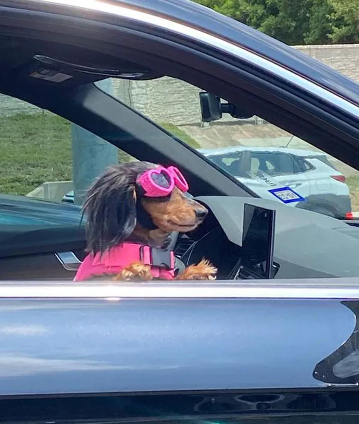 Visto hoy en Austin. ¡Lo peta con su rareza!