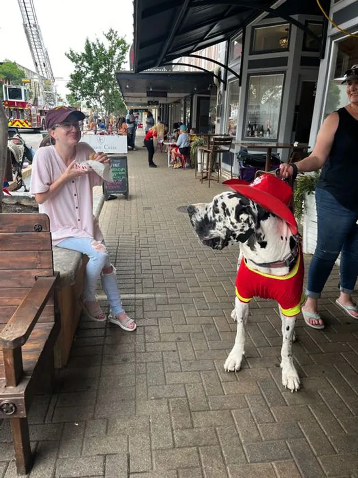 Accidentally Got Startled By This Fireman Boy While Eating Tacos, Then We Became Friends. So Polite. A True Gentle Giant