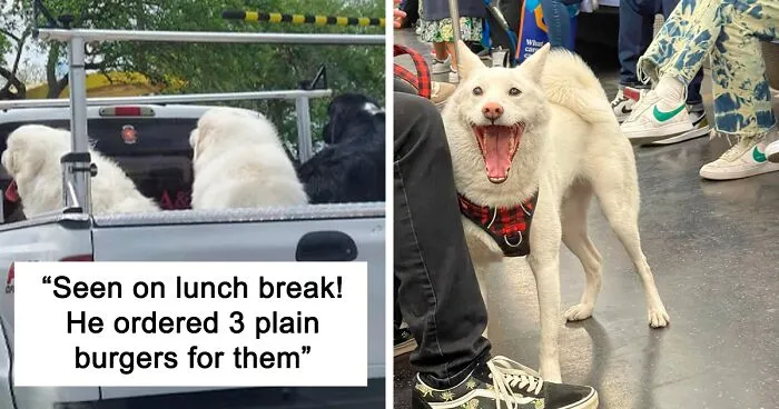 'Dogspotting' Is A Group Where People Share Their Pure and Hilarious Encounters with Random Dogs (New 45 Pics)