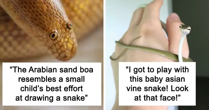 30 Cute Snakes That Will Make You Rethink Your Fear of Them