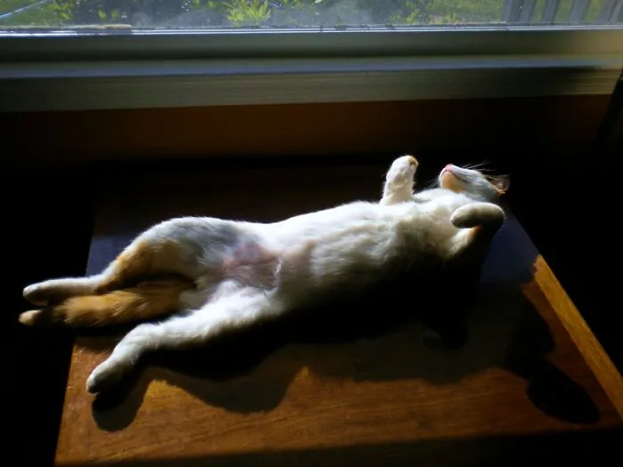 Forever Enjoying The Sun R.i.p. Izzy