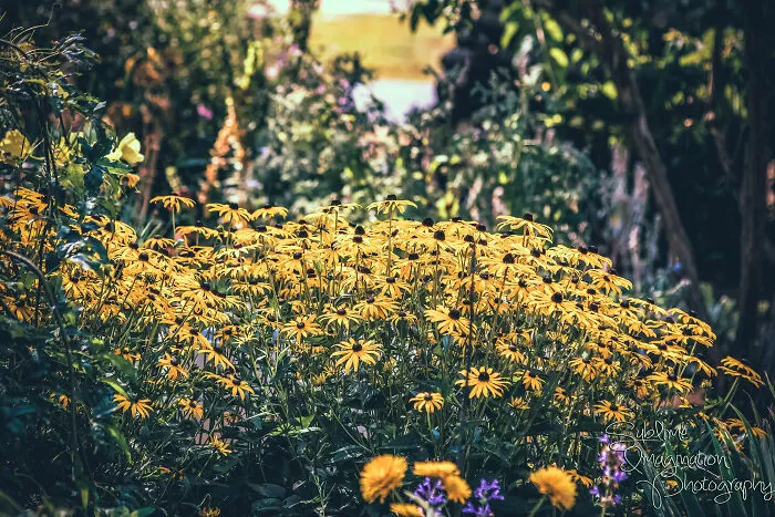 Daisies Taken At Nature Scaping Of Sw Washington's Wildlife Botanical Gardens In Brush Prairie, Washington