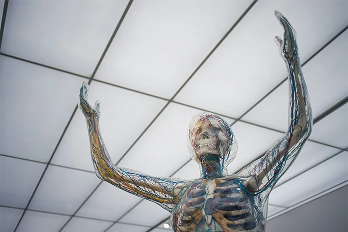 Transparent human body model showing skeleton and veins with raised arms under ceiling lights, illustrating disturbing human body facts.