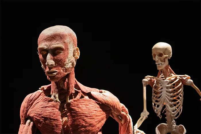 Detailed view of human body muscles and skeleton model highlighting disturbing human bodies anatomy facts