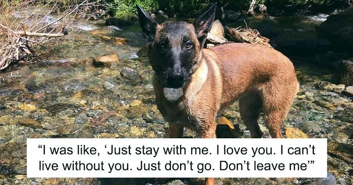 Eva The Dog Heroically Saved Her Owner’s Life During Mountain Lion Attack