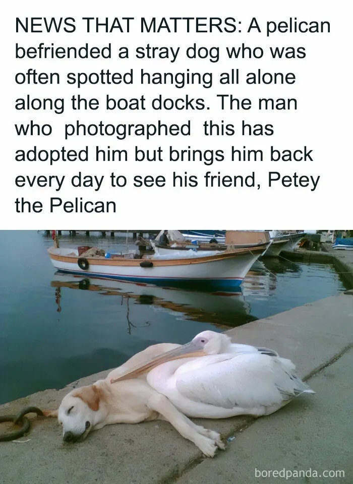 50 Reasons Why Dogs Are Better Than Cats, And Here Are The Pics And Memes To Prove It
