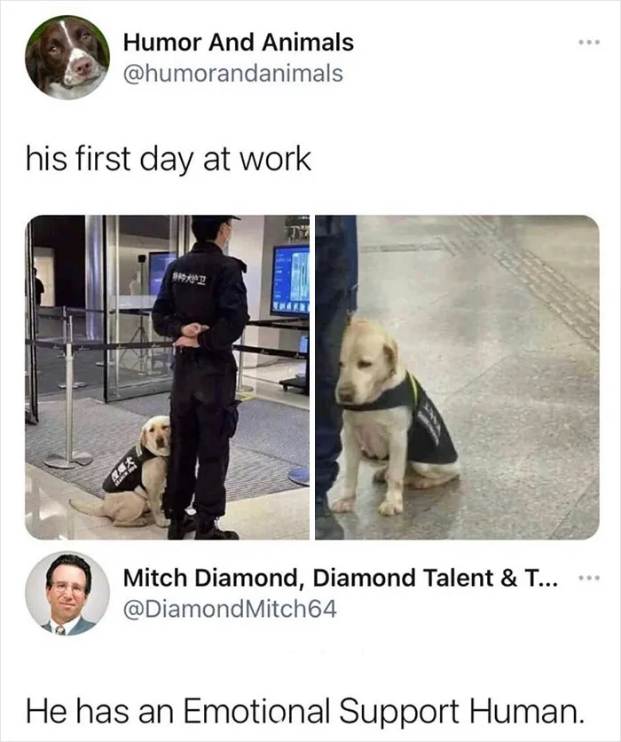 50 Reasons Why Dogs Are Better Than Cats, And Here Are The Pics And Memes To Prove It