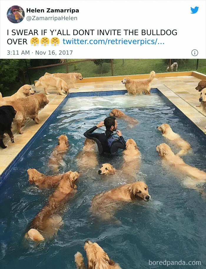 50 Reasons Why Dogs Are Better Than Cats, And Here Are The Pics And Memes To Prove It