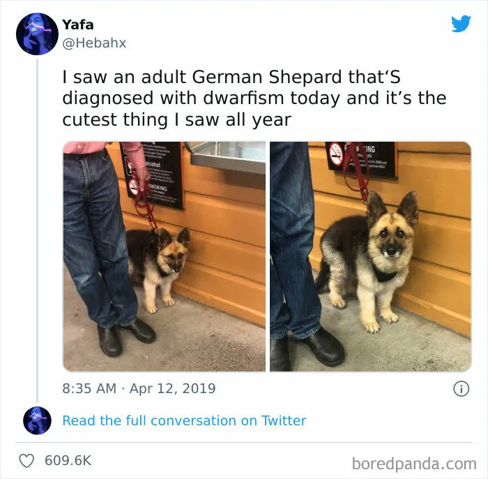 50 Reasons Why Dogs Are Better Than Cats, And Here Are The Pics And Memes To Prove It