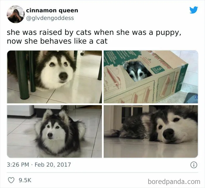 50 Reasons Why Dogs Are Better Than Cats, And Here Are The Pics And Memes To Prove It
