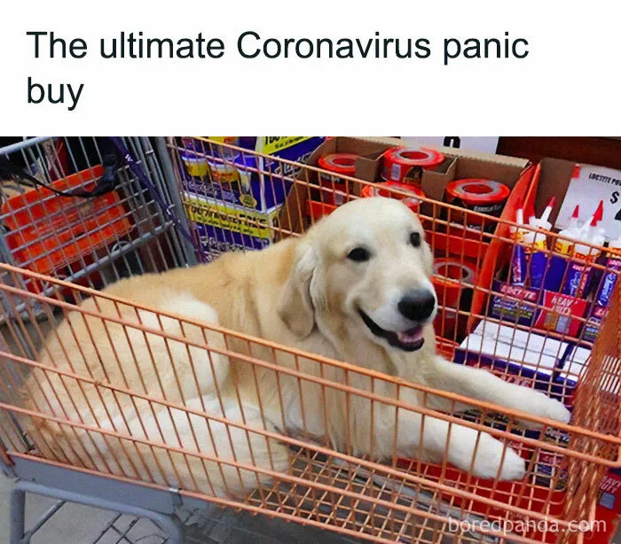 50 Reasons Why Dogs Are Better Than Cats, And Here Are The Pics And Memes To Prove It