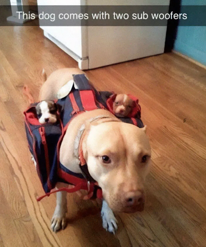 50 Reasons Why Dogs Are Better Than Cats, And Here Are The Pics And Memes To Prove It