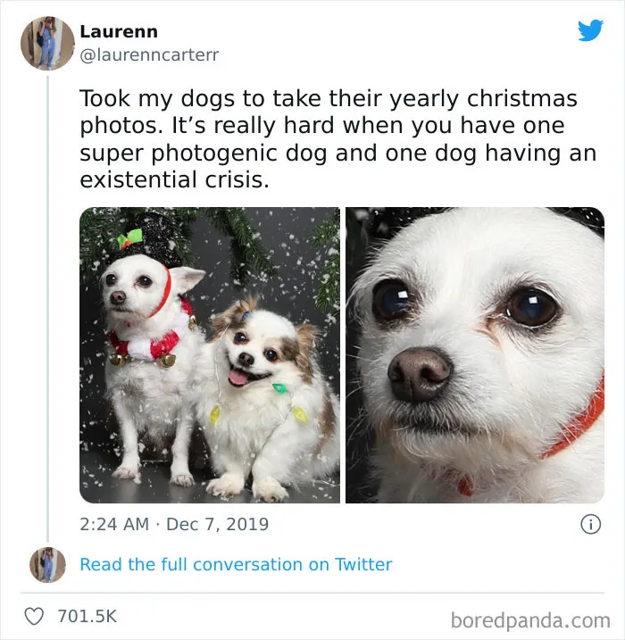 50 Reasons Why Dogs Are Better Than Cats, And Here Are The Pics And Memes To Prove It