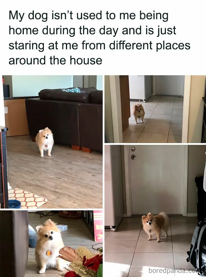 50 Reasons Why Dogs Are Better Than Cats, And Here Are The Pics And Memes To Prove It