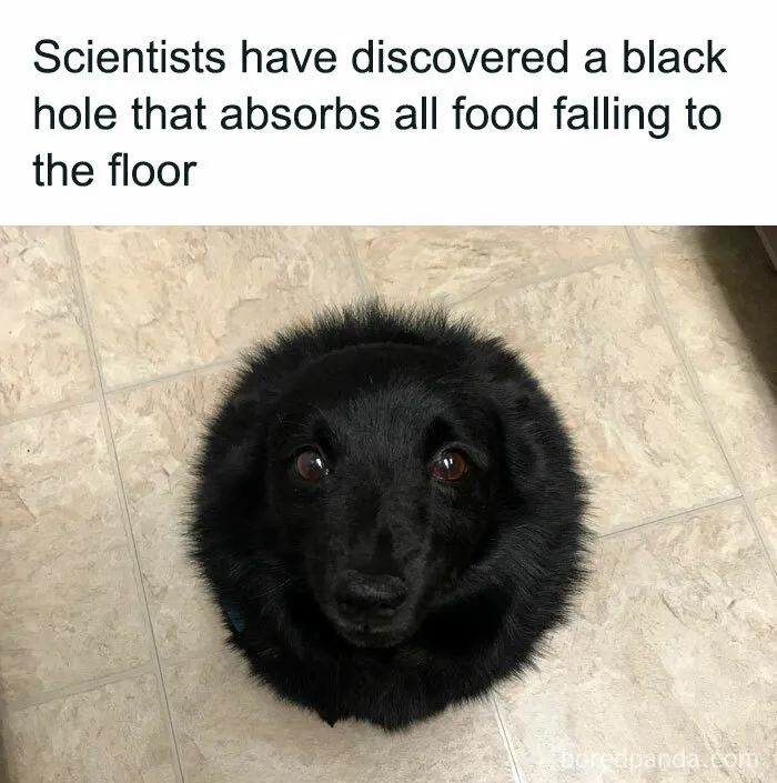 50 Reasons Why Dogs Are Better Than Cats, And Here Are The Pics And Memes To Prove It
