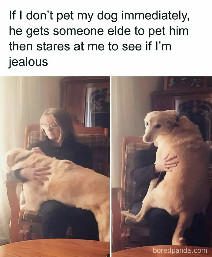 50 Reasons Why Dogs Are Better Than Cats, And Here Are The Pics And Memes To Prove It