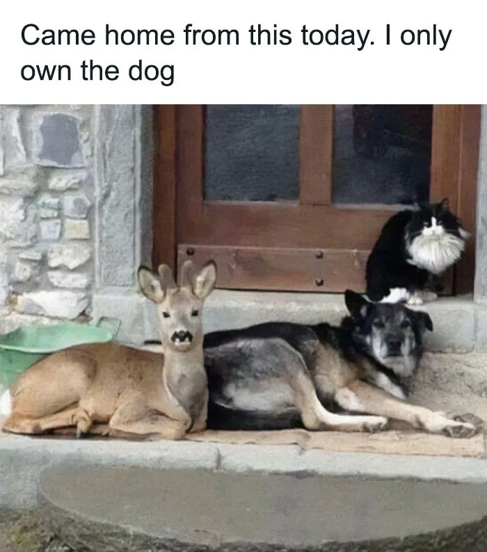 50 Reasons Why Dogs Are Better Than Cats, And Here Are The Pics And Memes To Prove It