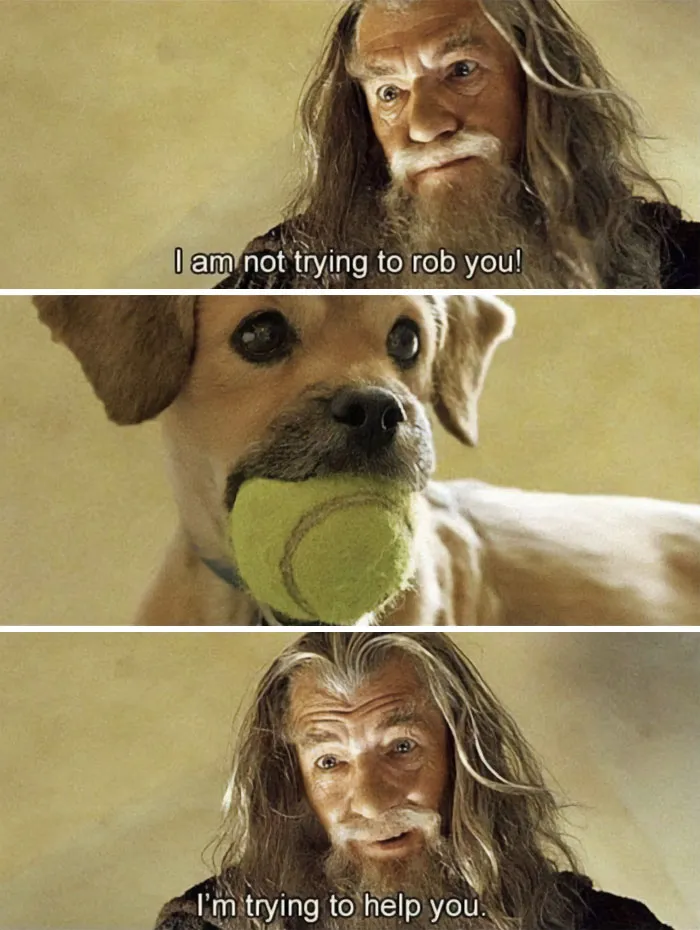 50 Reasons Why Dogs Are Better Than Cats, And Here Are The Pics And Memes To Prove It