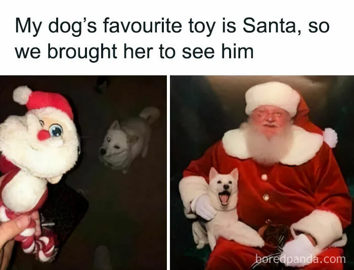 50 Reasons Why Dogs Are Better Than Cats, And Here Are The Pics And Memes To Prove It