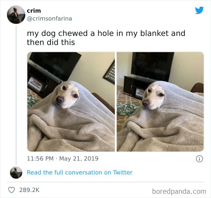 50 Reasons Why Dogs Are Better Than Cats, And Here Are The Pics And Memes To Prove It