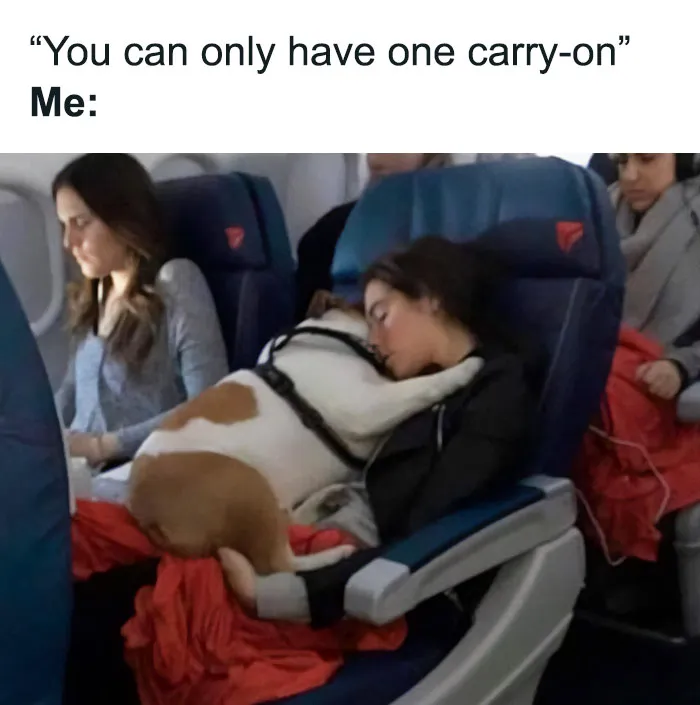 50 Reasons Why Dogs Are Better Than Cats, And Here Are The Pics And Memes To Prove It