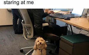 50 Reasons Why Dogs Are Better Than Cats, And Here Are The Pics And Memes To Prove It