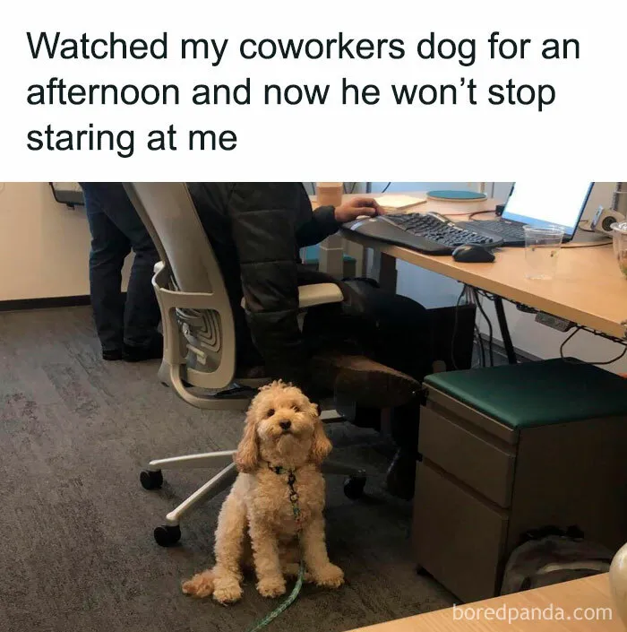 Doggos-Doing-Things