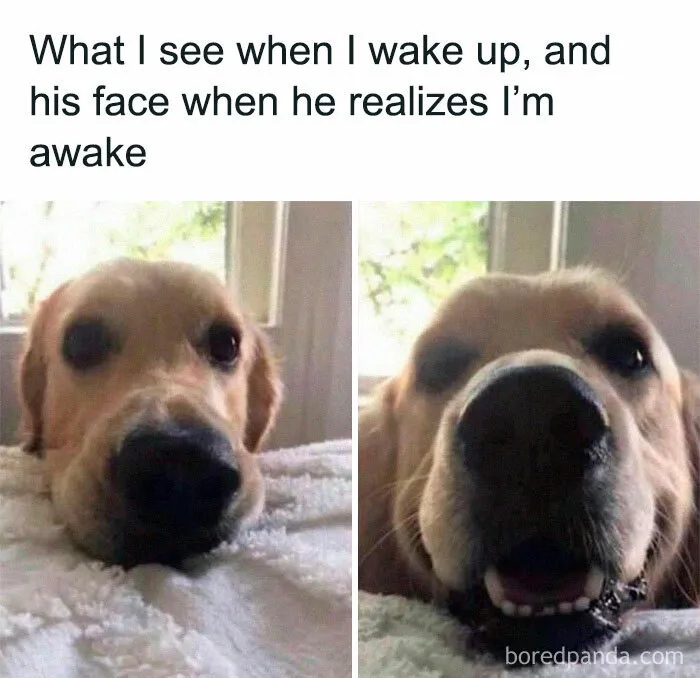 50 Reasons Why Dogs Are Better Than Cats, And Here Are The Pics And Memes To Prove It
