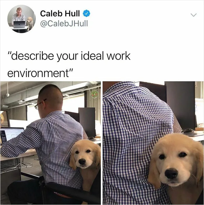 50 Reasons Why Dogs Are Better Than Cats, And Here Are The Pics And Memes To Prove It
