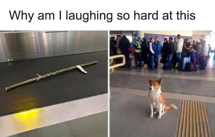 50 Reasons Why Dogs Are Better Than Cats, And Here Are The Pics And Memes To Prove It