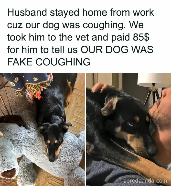 50 Reasons Why Dogs Are Better Than Cats, And Here Are The Pics And Memes To Prove It