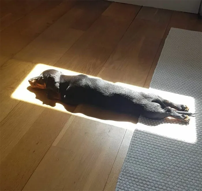 20 Razones por las que los perros son mejores que los gatos, con fotos y memes que lo demuestran