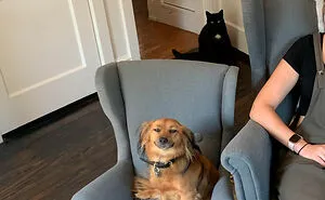 50 Reasons Why Dogs Are Better Than Cats, And Here Are The Pics And Memes To Prove It