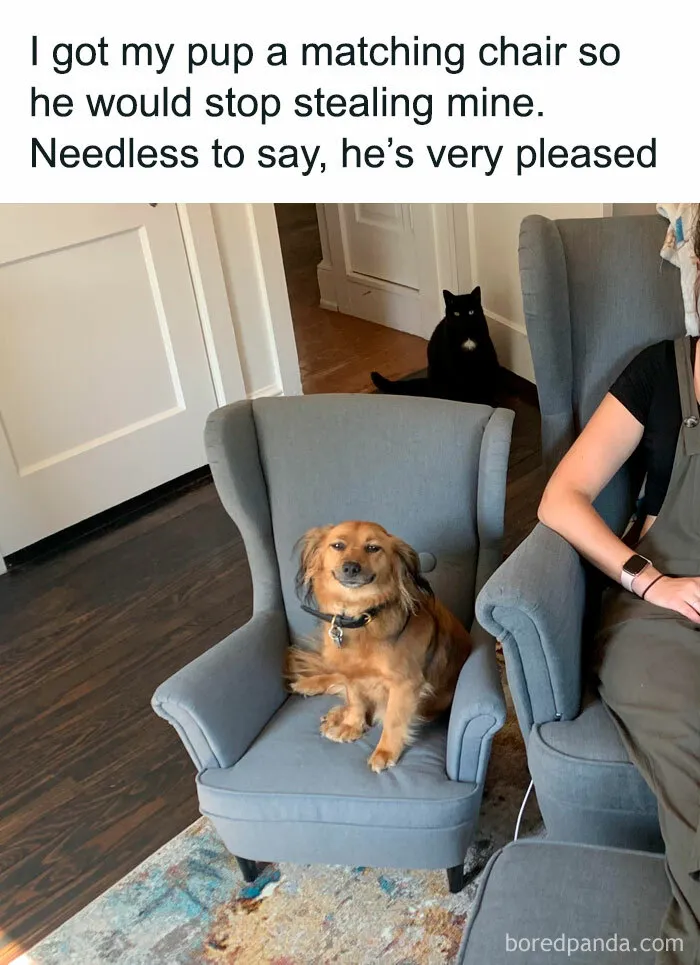 50 Reasons Why Dogs Are Better Than Cats, And Here Are The Pics And Memes To Prove It