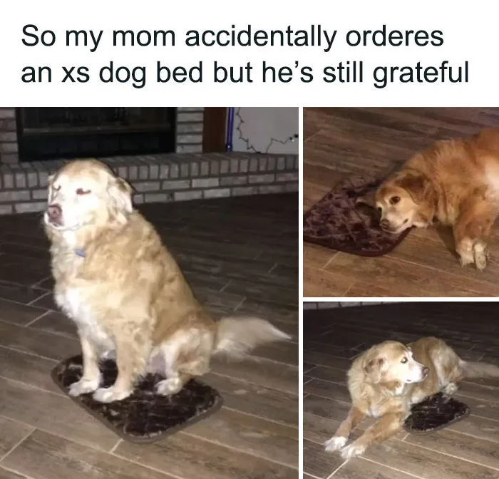 50 Reasons Why Dogs Are Better Than Cats, And Here Are The Pics And Memes To Prove It