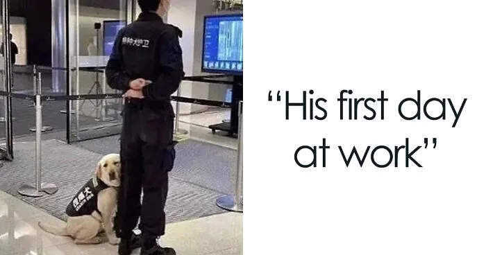 50 Reasons Why Dogs Are Better Than Cats, And Here Are The Pics And Memes To Prove It
